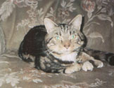 photo of cat