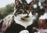 photo of cat