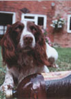 photo of dog